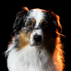 Studio-Porträt von Hund Whisky (Australian Shepherd), Feelgood Manager und Foto-/Video Model bei foxdot.me