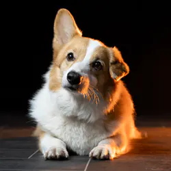 Studio-Porträt von Corgi Scotch, Emotional Support & Couch-Wächter bei foxdot.me